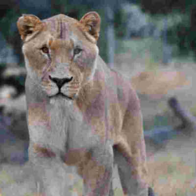 Women Rally Behind Makena, the Dog-Eating Lioness in Ongata Rongai