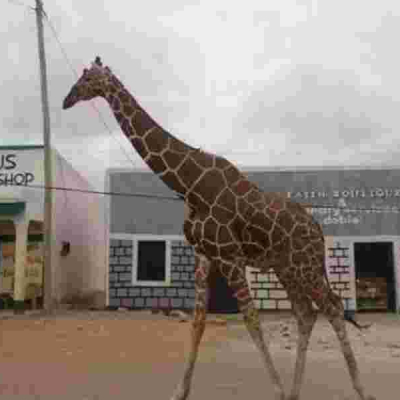 Poaching Crisis Threatens Garissa's Iconic Giraffes and Antelopes