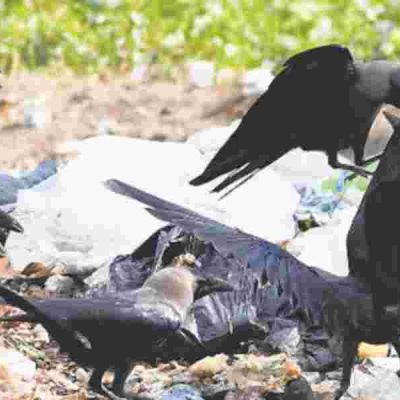 Kenya's Bold Plan to Eliminate One Million Crows by 2025