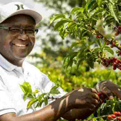 How Minneapolis Startup Uplifts Kenyan Coffee Farmers 
