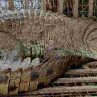 KWS Captures Massive 13-Foot Crocodile in Makueni Operation