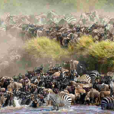 Maasai Mara Fee Hike Drives Tourists to Serengeti as Wildebeest Migration Begins