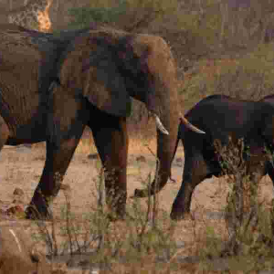 Why Namibia Plans to Slaughter 723 Wild Animals