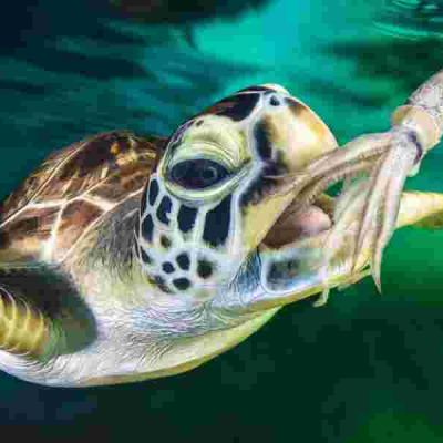 Malindi Resident Charged Over Possession of Endangered Green Sea Turtle