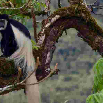 Luhya's Primate Delicacy at Odds with Mpox Fears