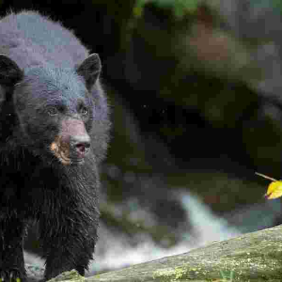 12-Year-Old Kills Bear, Saves Dad in Wisconsin Attack