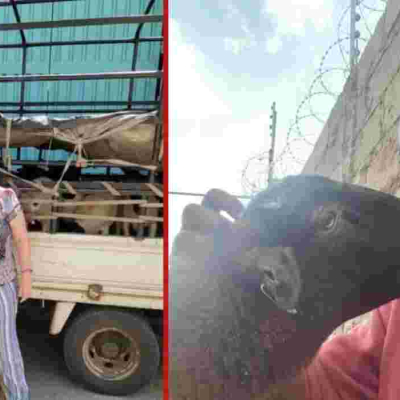 Wall Street Pro Turns to Dorper Sheep Farming in Kenya