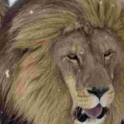 South African Lions, lionesses Enjoy Unexpected Snowfall 