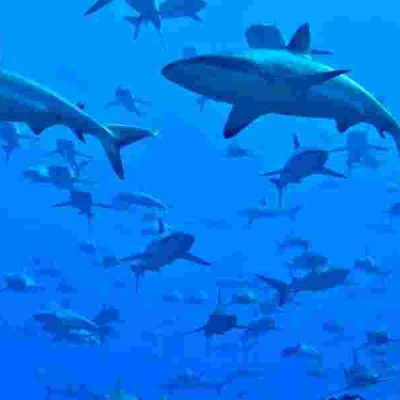 Kenyan Fishermen Face Charges in Madagascar for Illegal Shark Trade 