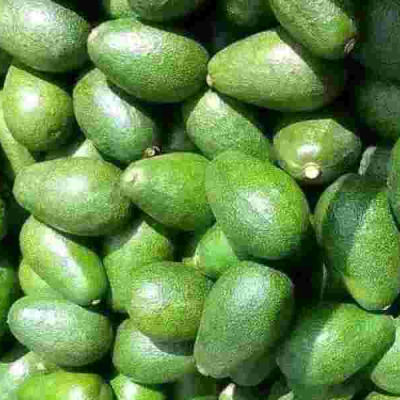 Kenyan Exporters on Notice as Government Sets Strict Rules for Avocado and Mango Trade