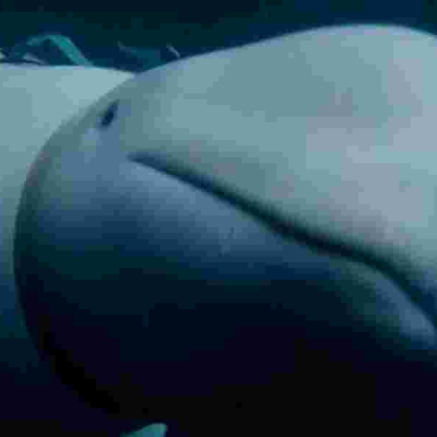 How a Russian Military-Trained Beluga Whale Ended Up in Norway