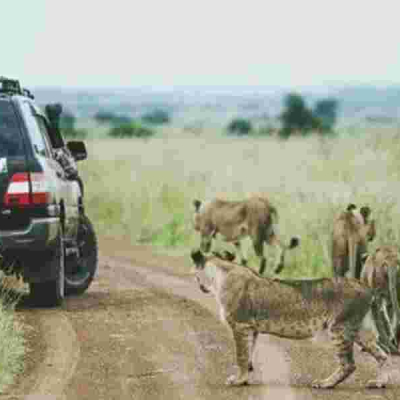 EXPLAINED: Why Lions Ignore Tourists in Safari Vehicles