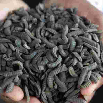 How Zimbabwean Farmers Are Surviving Drought with Maggots
