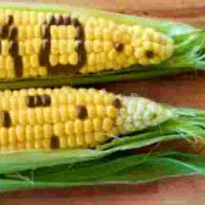 Kenya Set to Introduce GMO Maize After Public Consultation Period