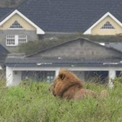 KWS Captures Stray Lioness in Rongai