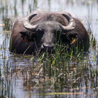 Kenya Approves Water Buffalo for Meat and Dairy Production Under New Classification