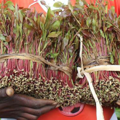 Alarm as Thousands of Children Labor in Embu, Meru's Booming Miraa Industry