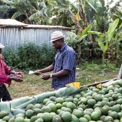 Kenya's Avocado Boom Creates Wave of Rural Millionaires