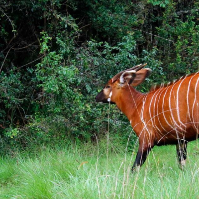 17 Endangered Mountain Bongos Repatriated from Florida to Kenya for Species Revival