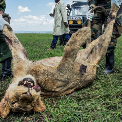 How Wildlife Poisoning Threatens Biodiversity in Maasai Mara