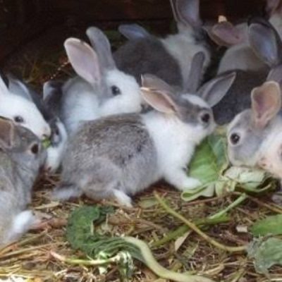 How 10,000 Farmers Are Turning Rabbit Breeding into Profitable Venture in Coastal Kenya