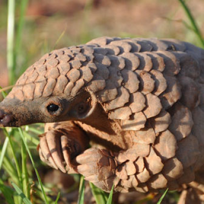 Kenya Battles Rising Wildlife Trafficking of Smaller, Endangered Species