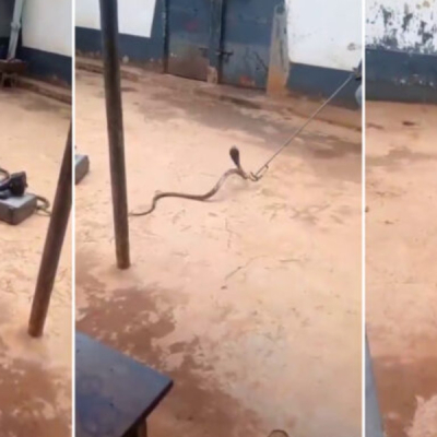 Kenyan Pastor Arrested Smuggling Cobra Claims 'Holy Spirit' Led Him
