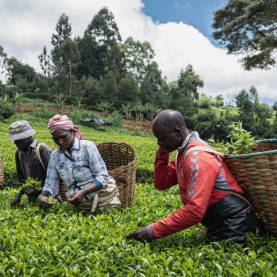 Israel-Iran Conflict Threatens Kenyan Tea Exports