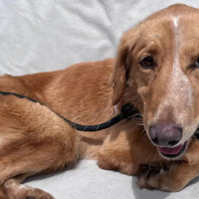 Dog Survives 100-Mile Trek and Island Swim Before Rescue