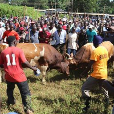 Bullfighting in Western Kenya: A Tradition Handed Down from Father to Son