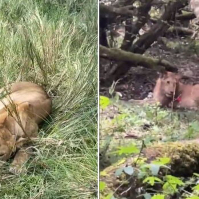 Six Lions Poisoned in Maasai Mara Days After World Tourism Day Celebrations