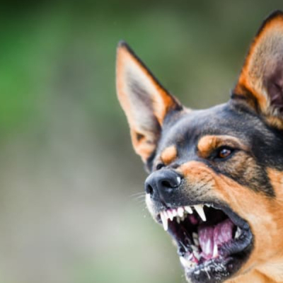 Washing Dog Bite Wounds Can Help Stop Rabies, Say Kenyan Vets