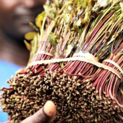 Meru University in New Bid to Turn Miraa into Drinkable Sachets