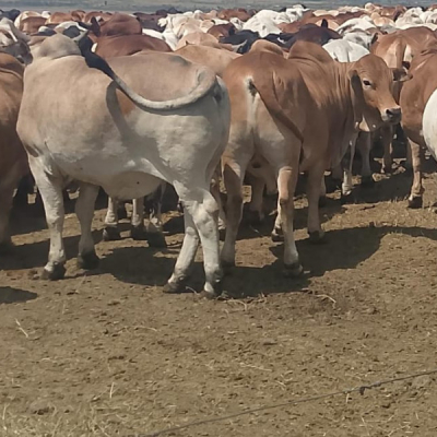 Kalenjin Elders to Honour Raila Odinga with Rare Tribute of 80 Bulls