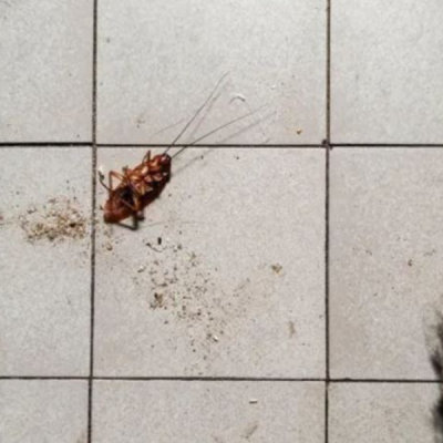 Woman’s Attempt to Burn Cockroach Triggers Apartment Fire in South Korea