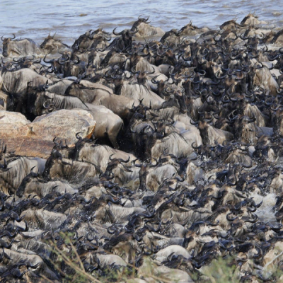 KWS Rejects Claims Ritz-Carlton Safari Camp Disrupts Wildebeest Migration