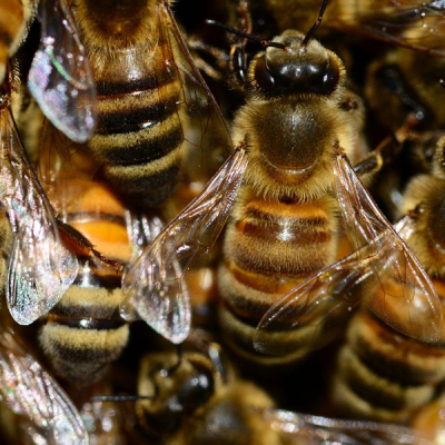 Grade One Pupil Dies After Bee Attack in Homa Bay