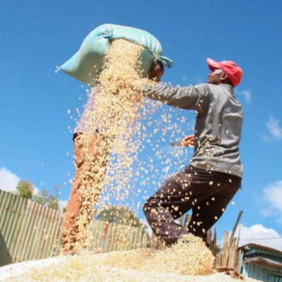 Kenya Faces Maize Shortage as Prices Hit New Highs