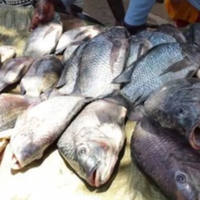 Study: 60% of Kisumu Fish Contaminated with E. coli