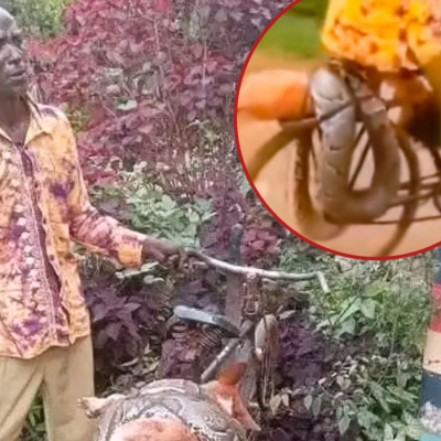 Shock in Siaya as Man Storms Police Station with Dead Python, Seeks Compensation