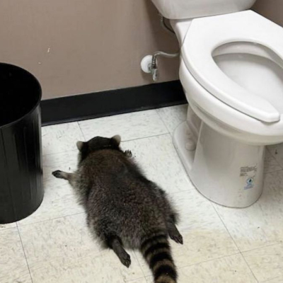Drunk Raccoon Ransacks Virginia Liquor Store, Passes Out in Bathroom