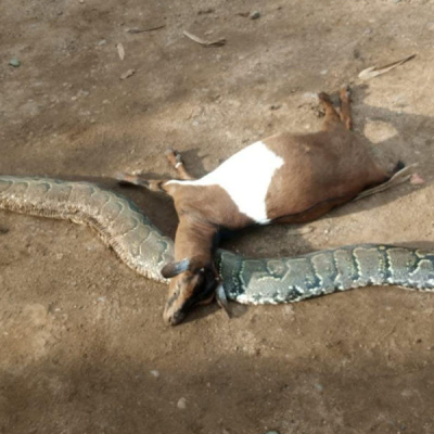Farmer Kills Python After It Strangled His Pregnant Goat in Kisumu