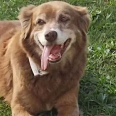 Dog Who Stayed at Owner’s Graveside for a Decade Inspires New Law in Brazil