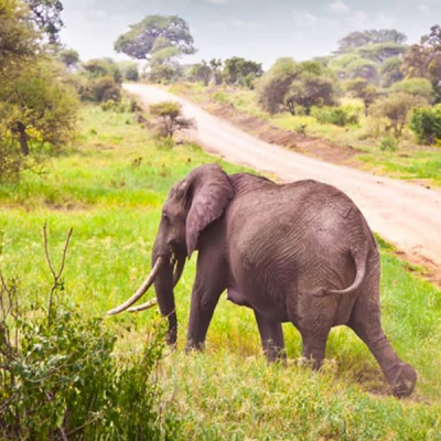 Kenya Tourism Hits Record Sh500 Billion in 2025