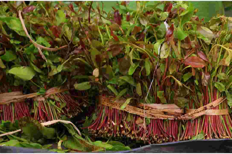 Kenya to Resume Miraa Exports to Somalia After a Two-Year Ban 