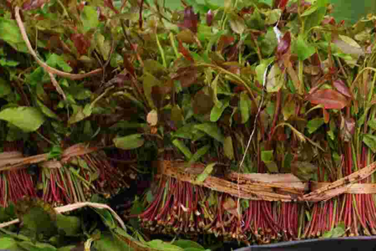 Kenya Exports Miraa Worth Sh220 Million to Somalia in Four Days