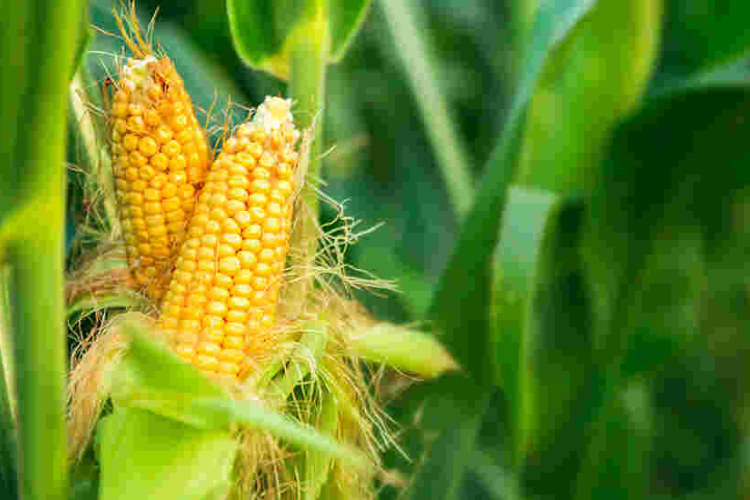Kenya Lifts Ban on Importation and Cultivation of GMO Crops
