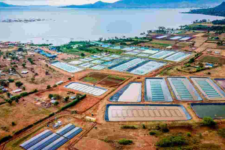 New List of Kenya's Little-Known Firms Earning Billions Revealed