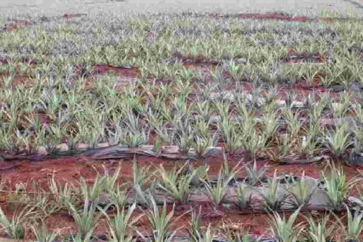 Workers Cry Foul as Del Monte Cuts Working Days to Cut Costs