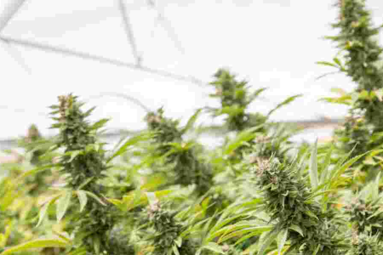 Should Kenya Legalize and Start Bhang Exportation?